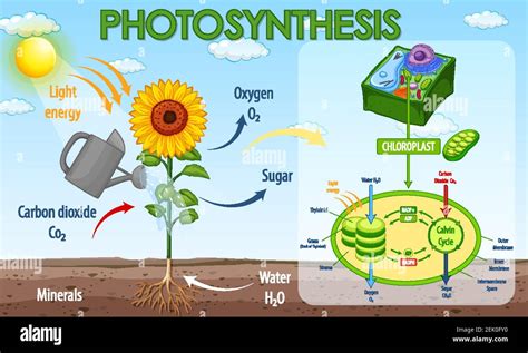 Diagram Showing Process Of Photosynthesis In Plant Illustration Stock