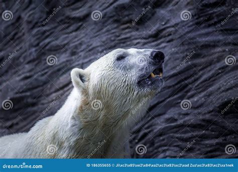 Polar Bear Portrait In Nature Stock Image Image Of Mammal Wildlife