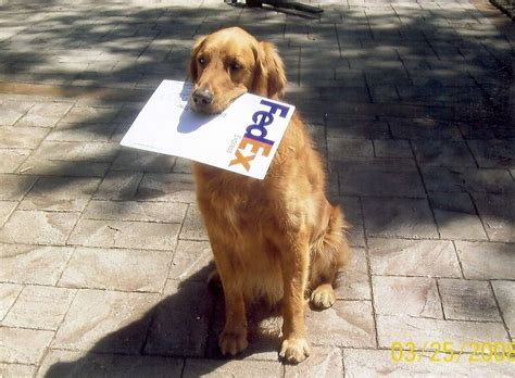 Delivery Dog | Golden retriever, Dogs, Retriever