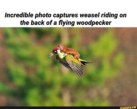 incredible photo captures weasel riding on the back of a flying woodpecker ifunny