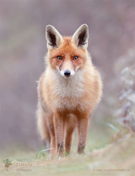 Red Foxes Roeselien Raimond Nature Photography