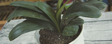 Overwatering is normally the cause of root rot. Can you dig soil and plant flowers in January? - The Plant ...