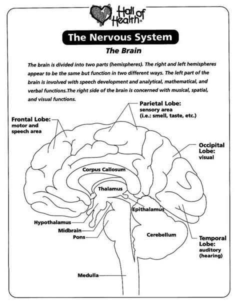 Free Printable Nervous System Worksheets