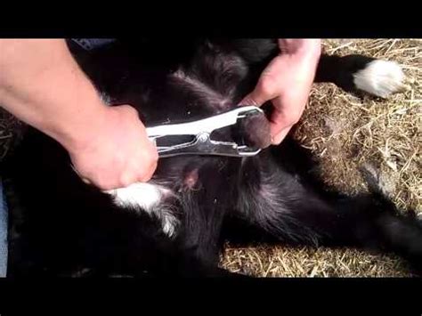 Banding Or Castrating Of A Goat Buckling Using An Elastrator Band