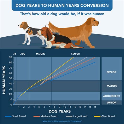 Dog Years ⇔ Human Years Calculator Age Chart And Converter 2022