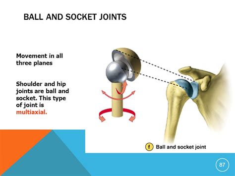 Ball And Socket Joint Liberal Dictionary