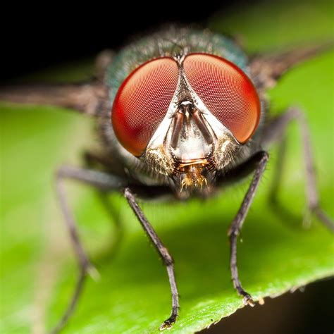 Why Do Flies Have Compound Eyes Pitara Kids Network