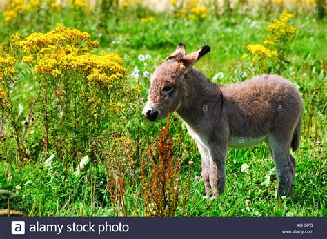 Yellow Donkey High Resolution Stock Photography And Images Alamy