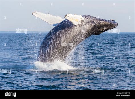 Humpback Whale Megaptera Novaeangliae Breaching Cape Cod