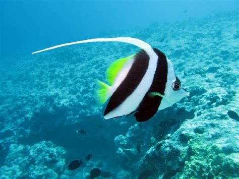 Pretty Fish Picture Of Bora Bora Society Islands Tripadvisor