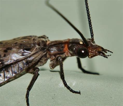 Medium Spotted Dobsonfly Archichauliodes Sp ‎corydalinae ‎ Flickr