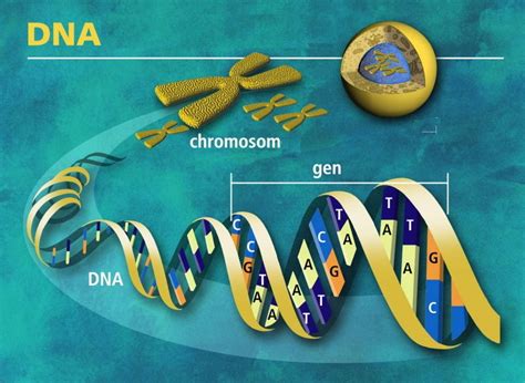 Jádro buňky chromosom rozvlákněná DNA Gene expression Dna Human