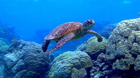Sea Turtles Desktop Wallpaper Images
