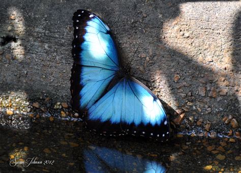 Beautiful Blue Morpho Butterfly By Alaskagrl On Deviantart