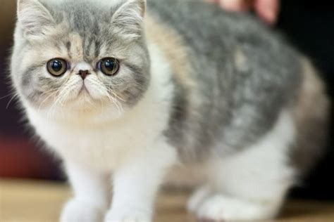 Tahukah kamu bahwa ada banyak jenis kucing yang tersebar di seluruh kucing persia himalaya adalah salah satu jenis kucing yang juga banyak diminati sebagai kucing peliharaan. Daftar Lengkap Jenis Kucing Peliharaan Rumahan (Lucu dan ...