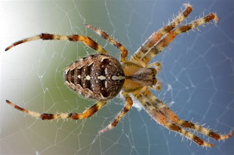 Hobo Spiders What To Watch For And How To Get Rid Of Hobo Spiders