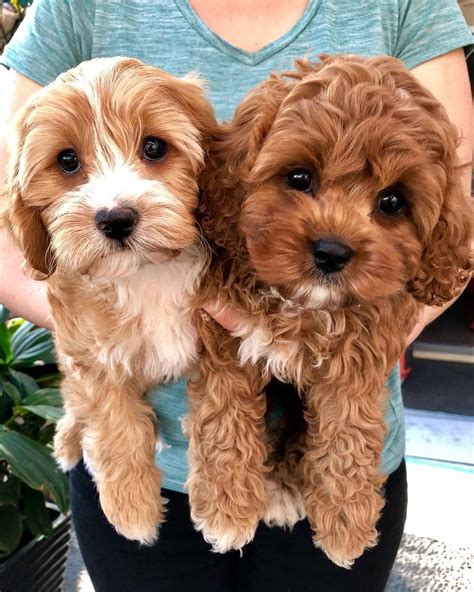 Super Cute Puppies Cute Little Puppies Cute Dogs And Puppies Cute