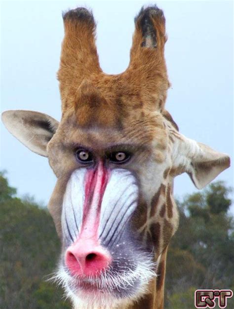 Baboonmonkey Giraffe Photoshopped Animals Animal
