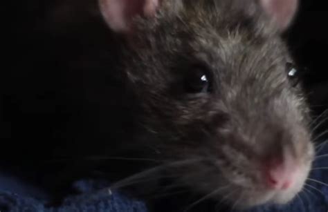 Understanding Tears In Rats From Instinct To Environment