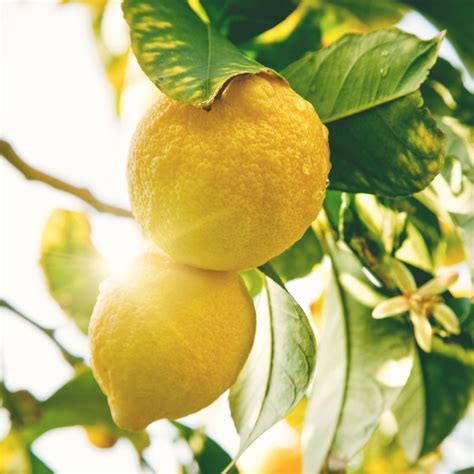Cytryna Citrus Limon Citroen Drzewko Cytrynowe 10724762121 Allegropl