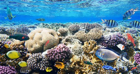 Colorful Coral Reef Fishes High Quality Nature Stock Photos