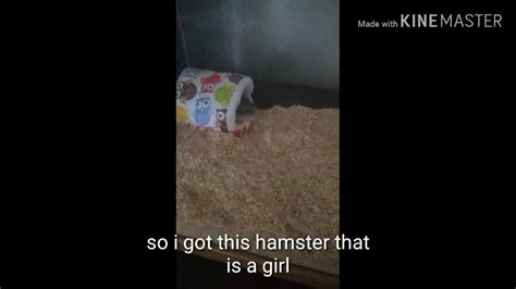 Hammy The Hamster Intro Youtube