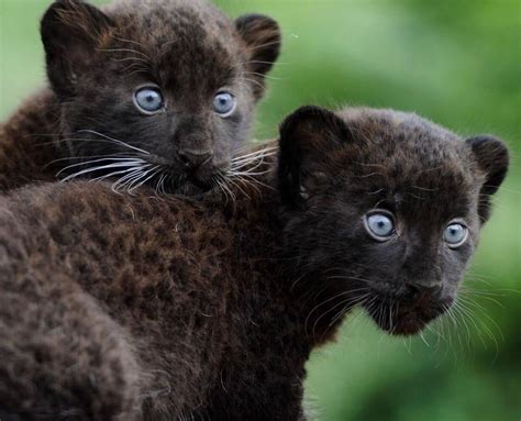 Black Panther Cubs Ifttt2vwctzv Animals Wild Panther Cub