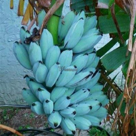 Banana, fruit of the genus musa, one of the most important fruit crops of the world. 200Pcs Blue Banana Tree Seed Plant Delicious Fruit Organic ...