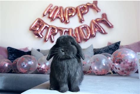 So It Was My Bunnys Birthday The Other Day Rhappyborkday