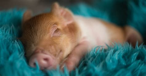 These Photos Of An Adorable Newborn Piglet Are The Cutest Thing Youll