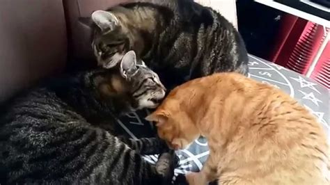 Open & share this gif cat, monkey, grooming, with everyone you know. Ménage à Trois - 3 Cats Grooming Each Other - YouTube