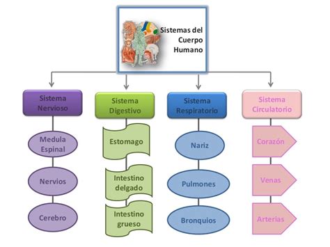 Esquema del ser humano Fotos Guía