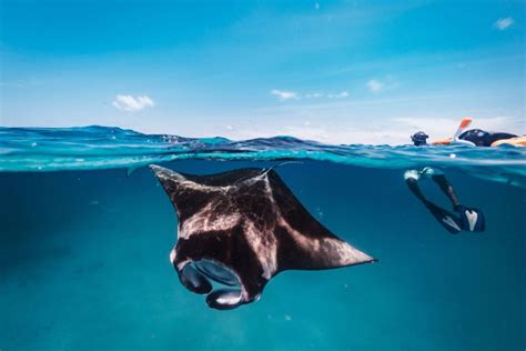 Manta Rays In Maldives Species Swimming Feeding And Best Spots