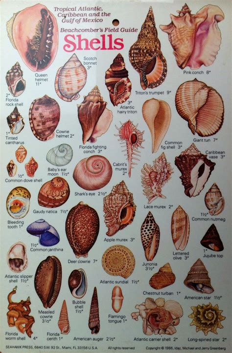 Image Result For Shell Identification Chart Pacific Coast Shells And