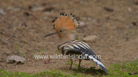 Hoopoe Bird Extends Its Crest Fully See Kalgi Feathers Fully Extended