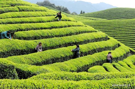Tea Garden In E China Cn