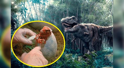Fotos Descubren Cómo Hacían Los Gigantes Dinosaurios Para Incubar Sus Huevos Ciencia Cultura