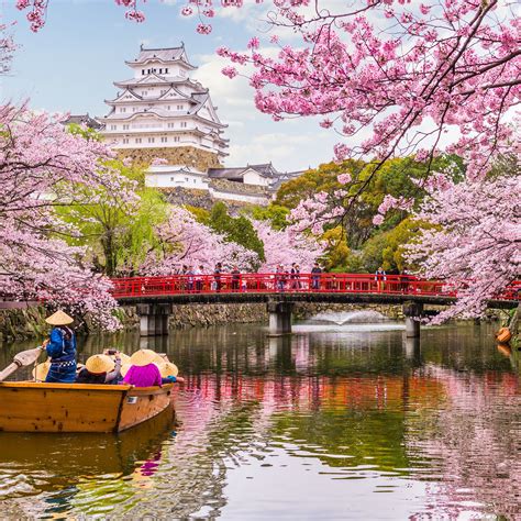 Experience The Beauty Of Cherry Blossom Season In Japan