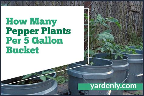 How Many Pepper Plants Per 5 Gallon Bucket