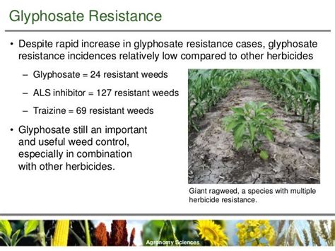 Weed Management In The Era Of Glyphosate Resistance