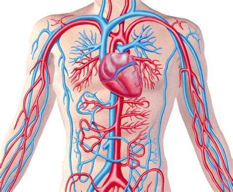 William Harvey And Human Circulatory System Health Signal