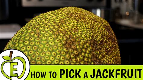Maybe you would like to learn more about one of these? How to Pick a Ripe Jackfruit - YouTube