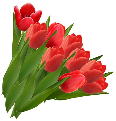 Free Tulips Image Download Free Tulips Image Png Images Free Cliparts