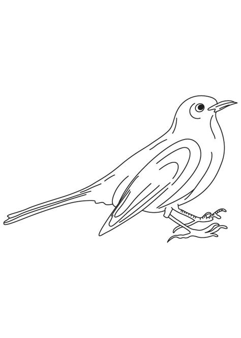 Common Blackbird Coloring Download Common Blackbird Coloring For Free 2019