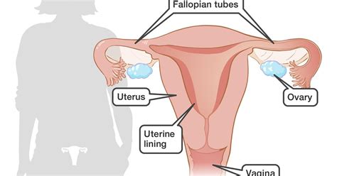 What happens during the menstrual cycle? Reproduction