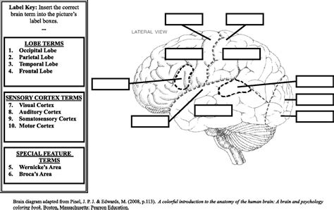 Image Result For Blank Brain Diagrams To Fill In Brain Diagram