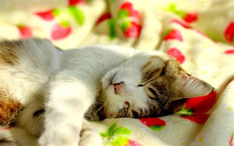 Sleeping Kitty Pet Cat Sleeps Bed Hd Wallpaper Peakpx