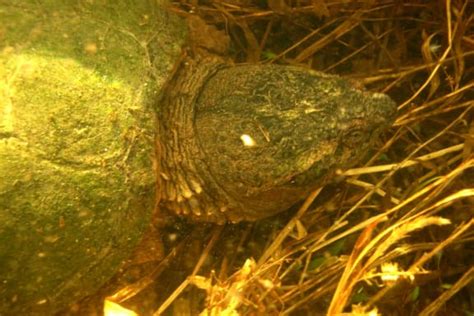 Snapping Turtles Rnz