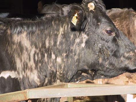 Winter Housing and Lice | Helping farmers in Scotland ...