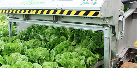 Mechanical Harvesting Of Lettuce Gains Popularity